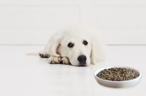 Лучшая замена сухого корма Purina pro plan