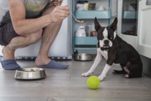 Какой корм для собак лучше: «Фармина» или Just Dog?