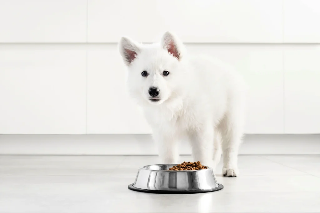 Лучшая замена сухого корма Purina pro plan