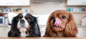Купить корм для собак Just Dog в Челябинске